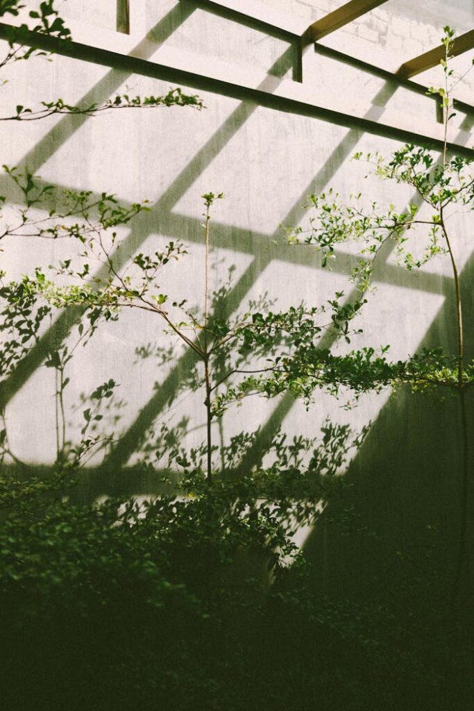 plante en ville Plants casting shadows inside a serene greenhouse setting.