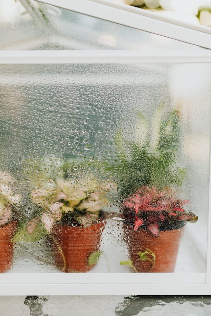 cultures plants en serre