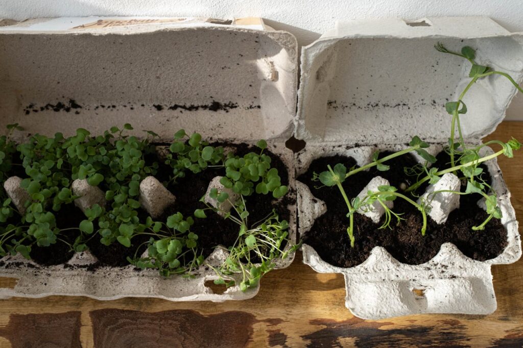 atelier semis 2 des plantes poussent des des boites d'oeufs
